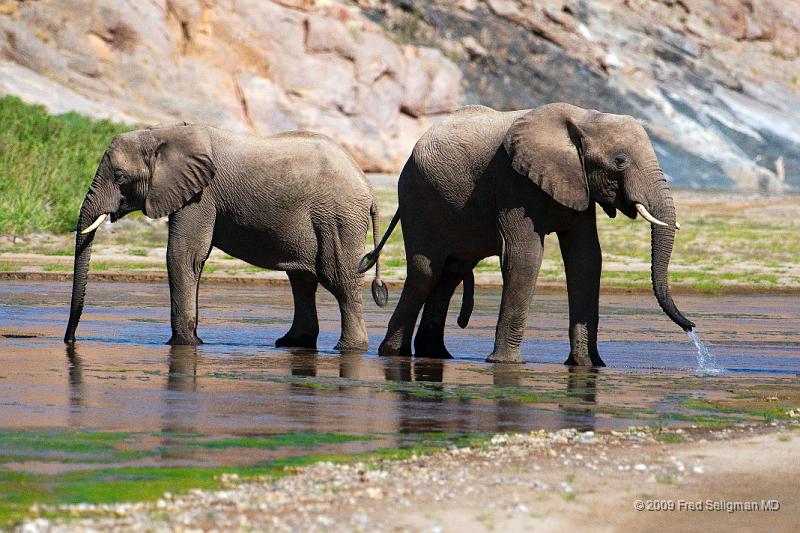 20090604_122101 D300 X1.jpg - Elephants